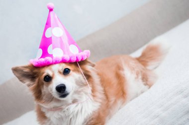 Kafasında şenlikli pembe bir şapkayla yatağın üzerindeki bir köpeğin yakın plan portresi.