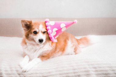 Doğum günü konsepti, kutlama. Zencefilli köpek şenlikli bir şapkayla yatakta yatıyor.