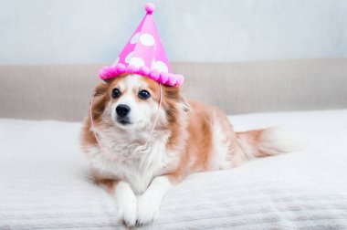 Köpek kafasında şenlikli pembe bir şapkayla yatakta yatıyor.