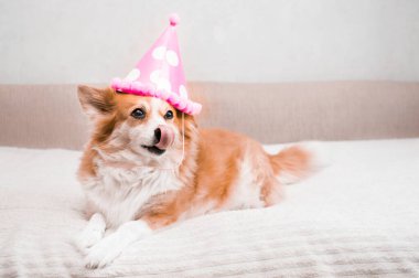 Doğum günü konsepti, kutlama. Zencefilli köpek şenlikli bir şapkayla yatakta yatıyor.