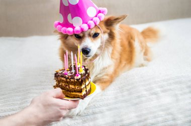 Doğum günün kutlu olsun. Kızıl saçlı köpek kutlama şapkasıyla yatağında yatıyor ve sahibi elinde bir parça pasta ve mumla bir tabak tutuyor. Kızgın köpek.