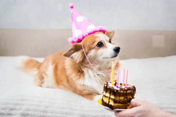 Doğum Günü Konsepti Kutlama Kızıl Saçlı Köpek Kutlama Şapkasıyla Yatakta — Stok fotoğraf