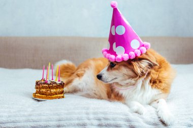 Şenlik şapkalı köpek yatağa uzanıyor ve mumlarla pastaya bakıyor. Doğum günü