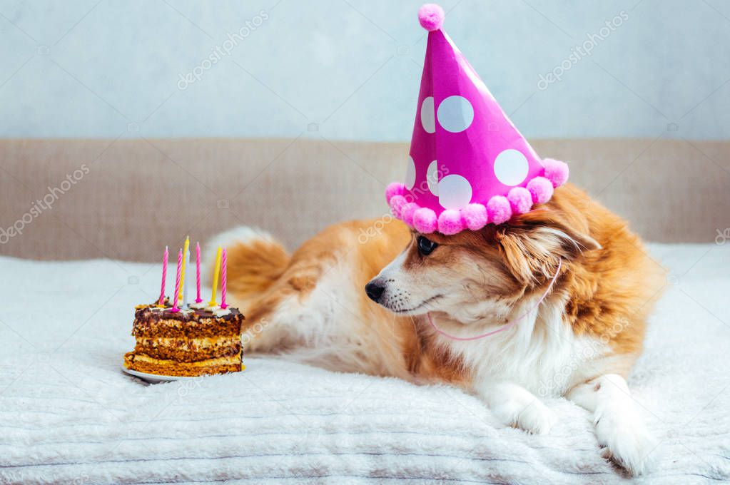 dog in a festive cap lies on the bed and looks at the cake with candles. Birthday