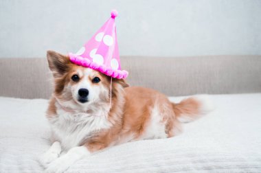 Doğum günü konsepti, kutlama. Pembe şapkalı köpek yüzü.