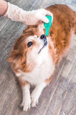 Köpeğe kene, pire, asalak ve yakın planda damlalar tedavisi. Eldiven sahibinin elinde ilaç var. Dikey fotoğraf