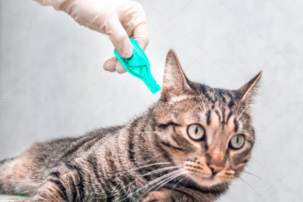 Treatment of a cat from ticks, fleas, parasites at the withers with drops in close-up. Man in gloves holds medicine.