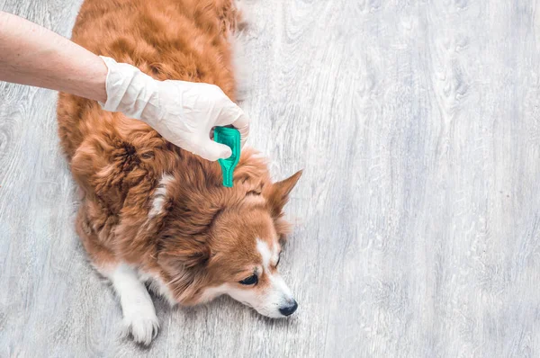 Treatment of a dog from ticks, fleas, parasites at the withers with drops in close-up. Man in gloves holds medicine.