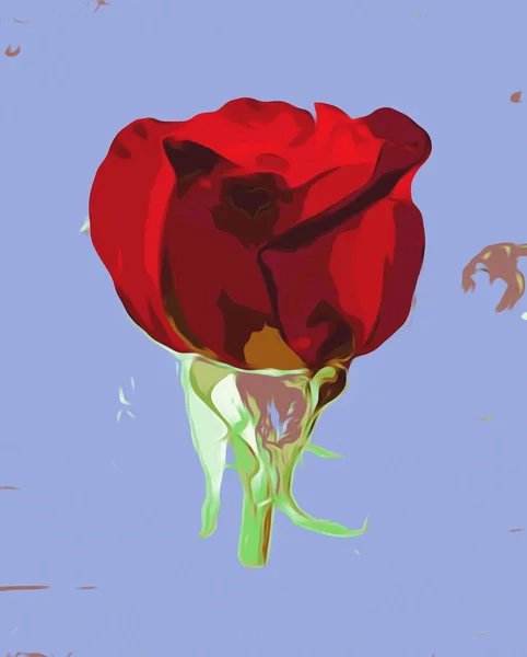 Rajzolás és festés vörös rózsa kék háttér — Stock Fotó