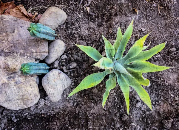 Cactus Green Leaves Stone Ground — Stock Photo, Image