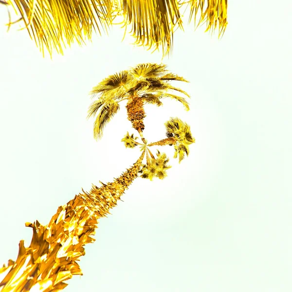Palmy Tle Niebo Lato — Zdjęcie stockowe