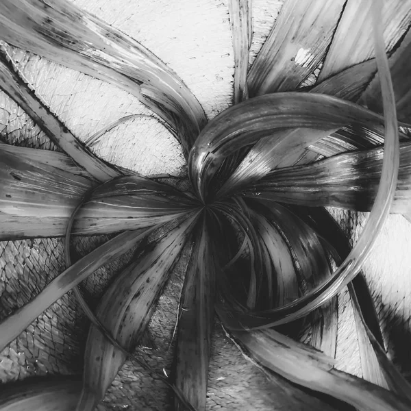 Спіральне Листя Текстури Фону Чорно Білому — стокове фото
