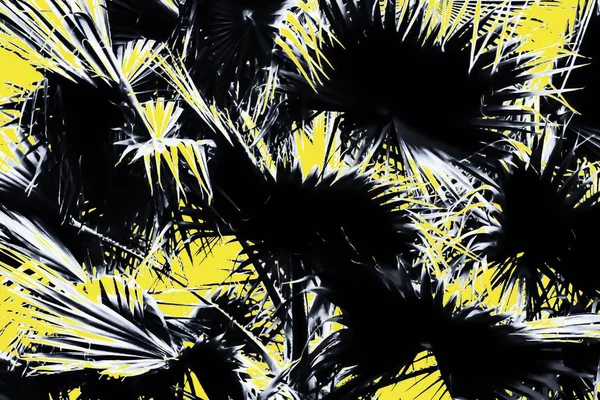 Hojas Palmera Blanco Negro Con Fondo Amarillo — Foto de Stock