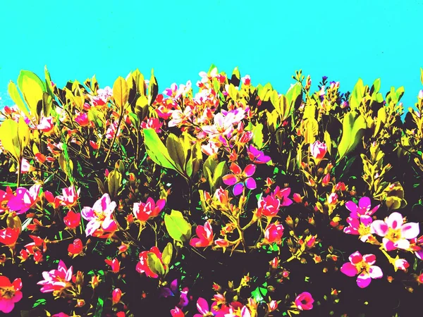 Рожеві Квіти Зеленим Листям Синім Фоном — стокове фото
