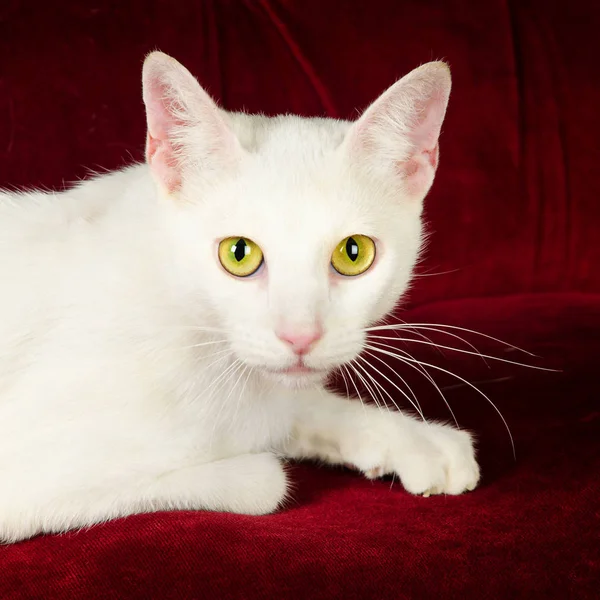 Beautiful White Cat Kitten posing on Red Velvet Couch