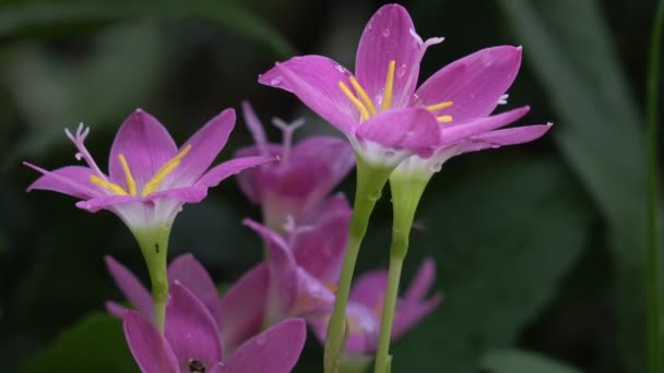 ゼフィランサスの美しいピンクの花、 — ストック動画