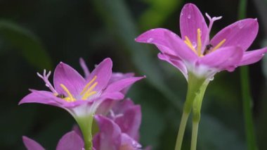  Zephyranthes (Amaryllidaceae) güzel çiçek, pembe