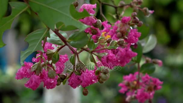 Piękny kwiat krepowego mirtu (Lagerstroemia indica) — Wideo stockowe
