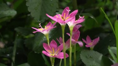 Dolly çiçek, Zephyranthes 