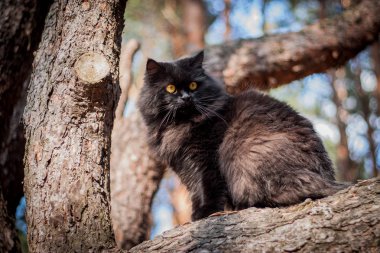 bir ağacın altında oturup kara kedi