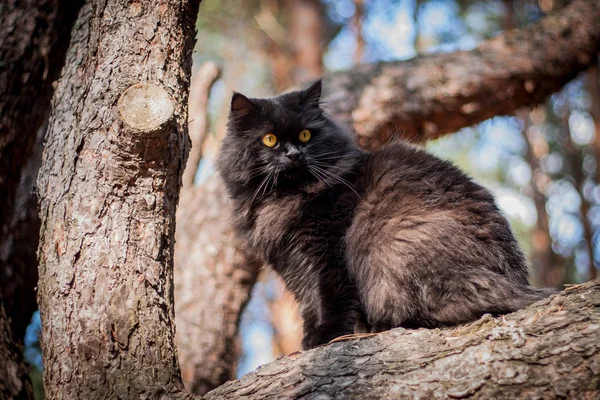 Chat noir assis dans un arbre — Photo