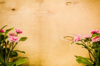 ahşap arka plan üzerinde pembe papatyalar