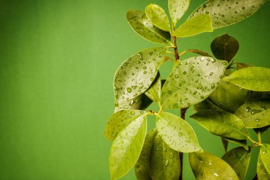 yeşil bir arka plan üzerinde ıslak yapraklar