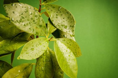 yeşil bir arka plan üzerinde ıslak yapraklar