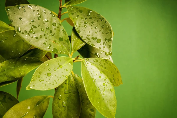 yeşil bir arka plan üzerinde ıslak yapraklar