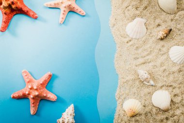 Sahilde deniz yıldızı ve deniz kabukları
