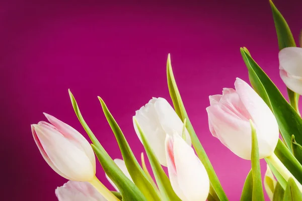 Strauß Tulpen auf rosa Hintergrund — Stockfoto