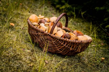 kahverengi sepet orman mantar dolu