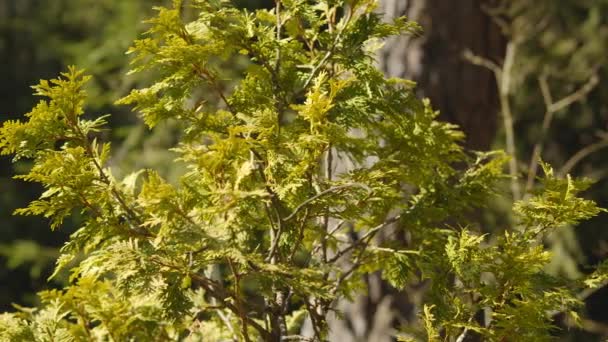 Arbustos Verdes Frescos Sobre Fondo Bosque Pinos Verano — Vídeos de Stock