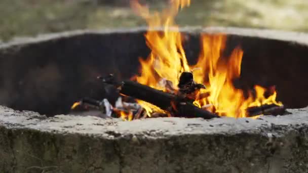 Liten Lägereld Sommar Tallskog — Stockvideo