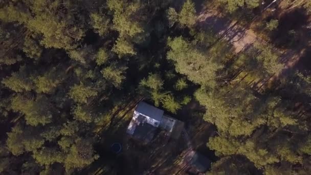 Luchtfoto Van Toppen Van Bomen Een Dennenbos — Stockvideo