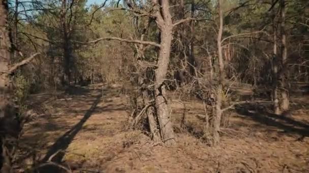 Vista Primera Persona Para Paseo Través Denso Bosque Verano — Vídeo de stock