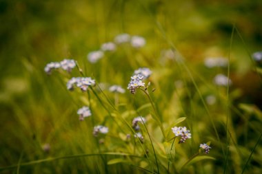 unut-me-değil yeşil bir ormanda çiçekler