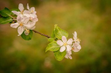 yeşil ormanda elma çiçekleri