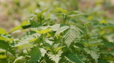 bir yaz ormanda genç nettles yeşil yaprakları