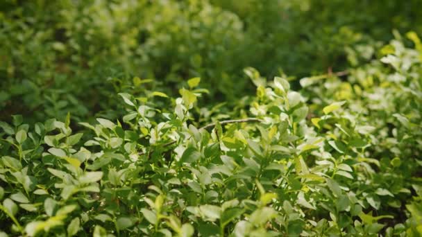 View Green Leaves Blueberries Summer Forest — Stock Video