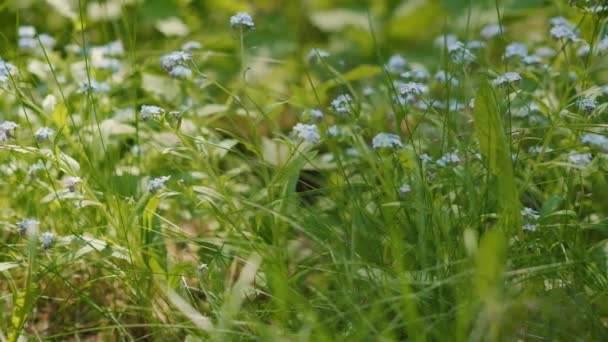 beaucoup de belles fleurs bleues oublient-moi-pas dans une forêt d'été 