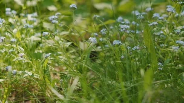 Veel Mooie Blauwe Forget Bloemen Een Zomer Forest — Stockvideo