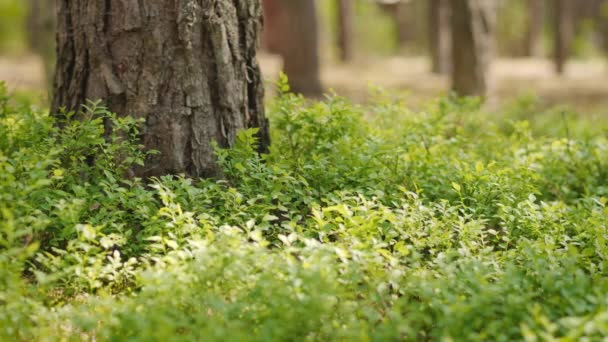 Vista Foglie Verdi Mirtilli Nella Foresta Estiva — Video Stock