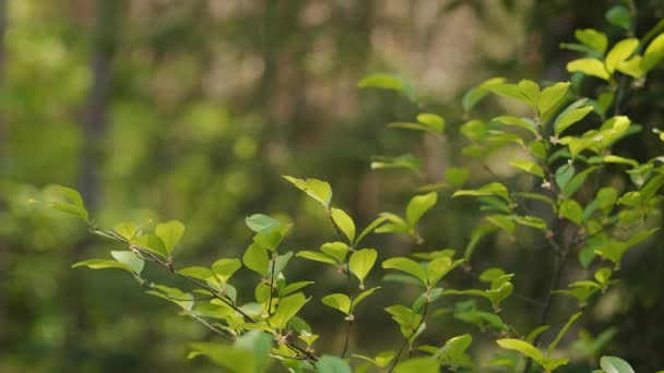 Folhas Verdes Nos Ramos Uma Árvore Uma Floresta Verão — Vídeo de Stock