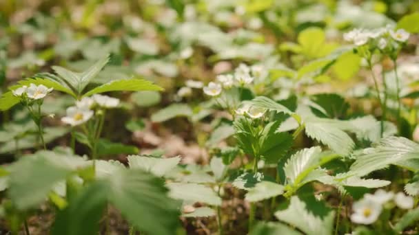 Witte Bloemen Van Jonge Aardbeien Het Voorjaar Forest — Stockvideo