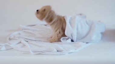 Beyaz arka planda banyo yaptıktan sonra havluyla oynayan köpek yavrusu.