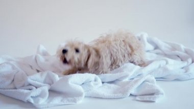 Beyaz arka planda banyo yaptıktan sonra havluyla oynayan köpek yavrusu.