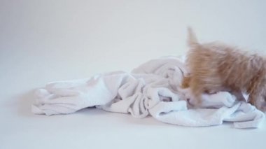 Beyaz arka planda banyo yaptıktan sonra havluyla oynayan köpek yavrusu.
