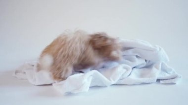 Beyaz arka planda banyo yaptıktan sonra havluyla oynayan köpek yavrusu.