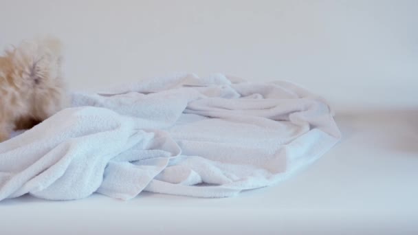 Puppy playing on a towel after bathing on a white background — Stock Video